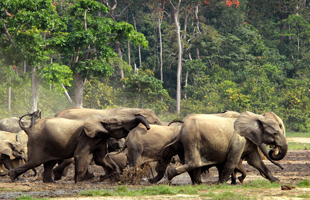 Exploring the Elephant Conservation Center